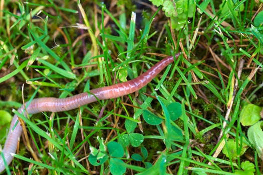Useful Earthworm in the Nature photo