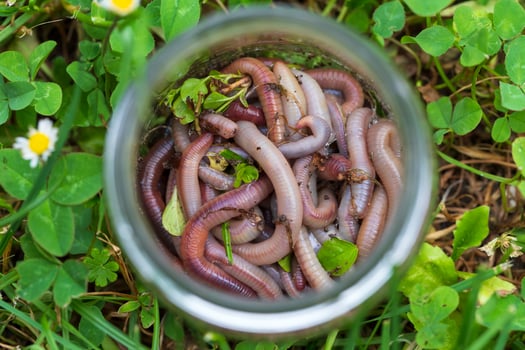 Useful Earthworm in the Nature photo