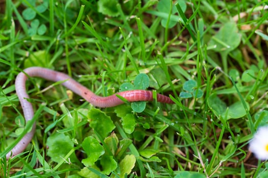 Useful Earthworm in the Nature photo
