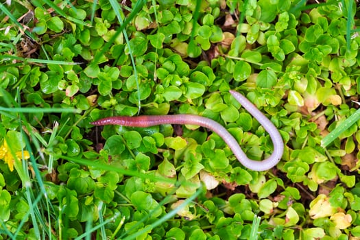 Useful Earthworm in the Nature photo