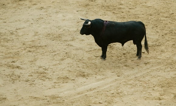 Bullfight on horseback in the bullring, La Monumental de Madrid, Spain photo
