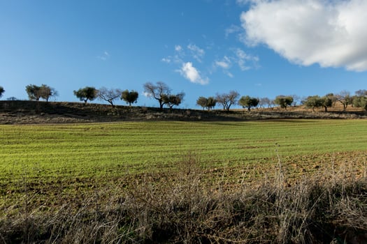 Field of olive trees in the mountains of toledo, Castilla la Mancha, Spain photo