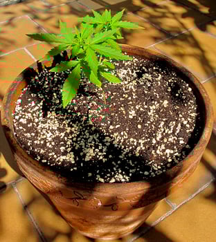Cannabis cultivation on a terrace in Madrid photo