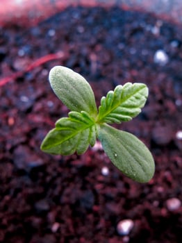 Cannabis cultivation on a terrace in Madrid photo