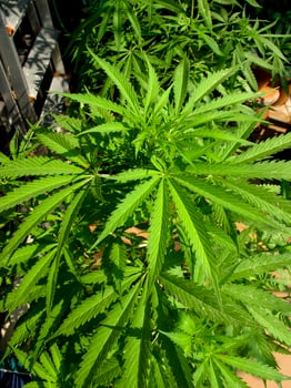 Cannabis cultivation on a terrace in Madrid photo
