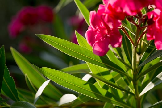 Oleander with pink flowers in the province of Valladolid in Castilla y Leon, Spain photo
