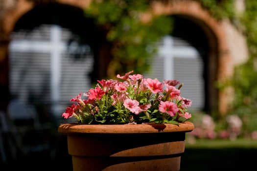 Pot of petunias in a French garden photo