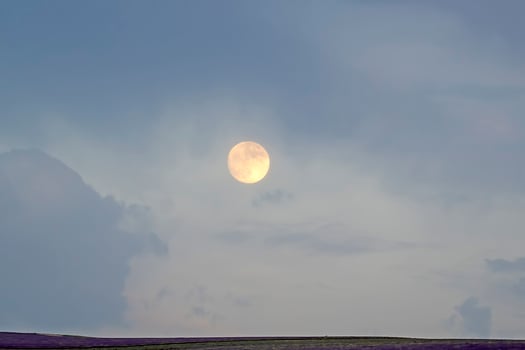 Landscape with a large moon over a lavender field photo