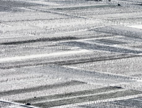 Panoramic drone view of snow-covered vineyards in the Rhine Valley photo