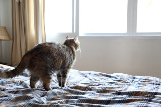 Young Tabby Cat photo