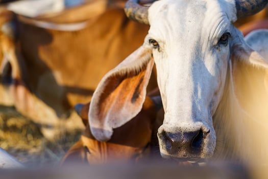 Cows in outdoor farm photo