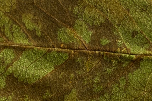 green texture of a dry leaf photo