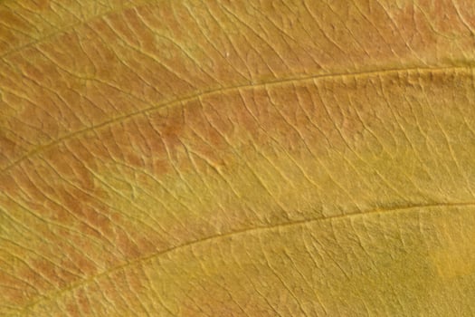 brown texture of a dry leaf photo