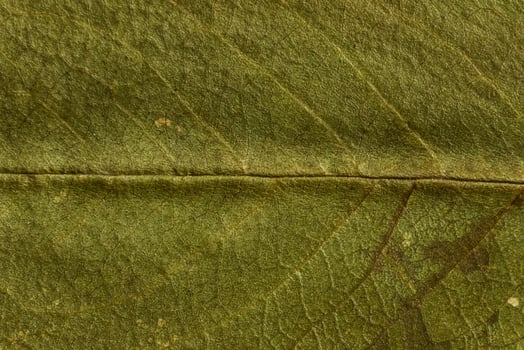 green texture of a dry leaf photo