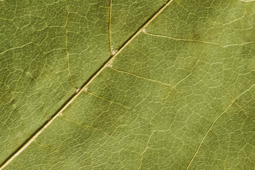 green texture of a dry leaf photo