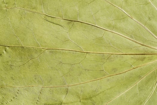 green texture of a dry leaf photo