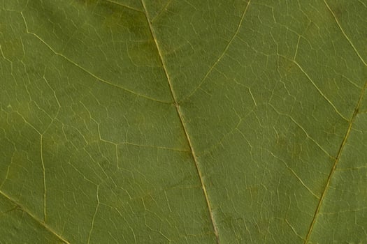 green texture of a dry leaf photo
