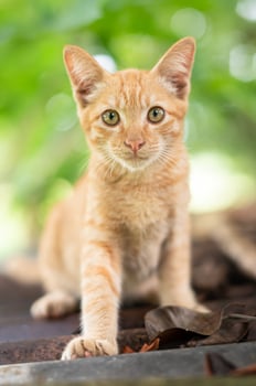 An orange tabby cat sitting on a wooden bench photo