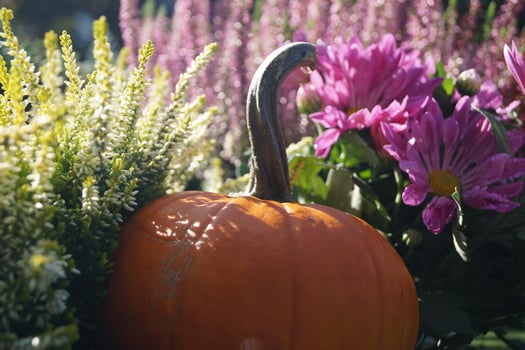 Pumpkins on a Farmers Marke photo