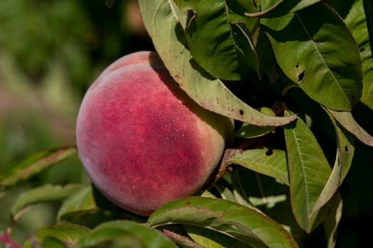 Peaches in the province of Aragon, Spain photo