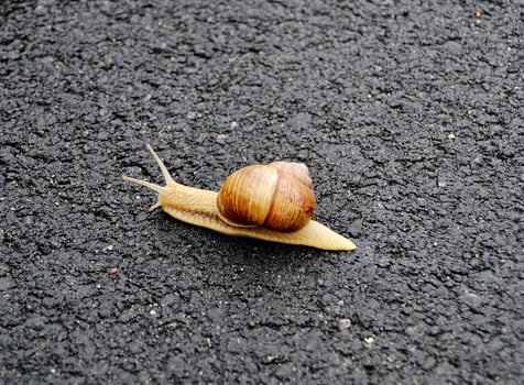 Big garden snail in shell crawling on wet road hurry home photo
