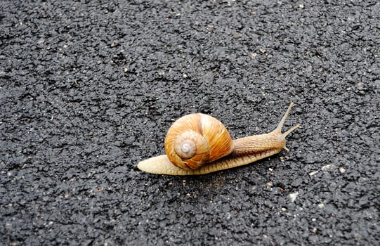 Big garden snail in shell crawling on wet road hurry home photo