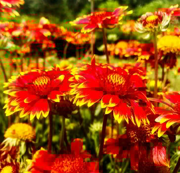 Blooming flower with leaves, living natural nature photo