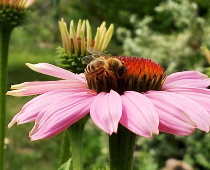 bee slowly flies to the plant, collect nectar for honey photo
