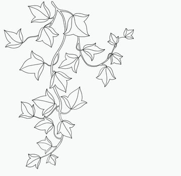 Simplicity ivy freehand drawing flat design. vector