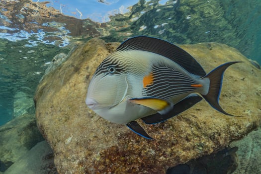 Fish swim in the Red Sea, colorful fish, Eilat Israel photo