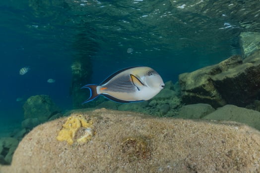 Fish swim in the Red Sea, colorful fish, Eilat Israel photo