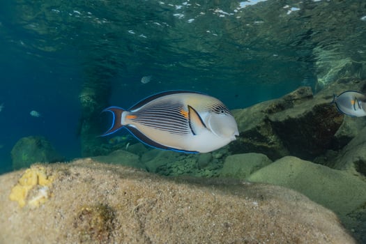 Fish swim in the Red Sea, colorful fish, Eilat Israel photo