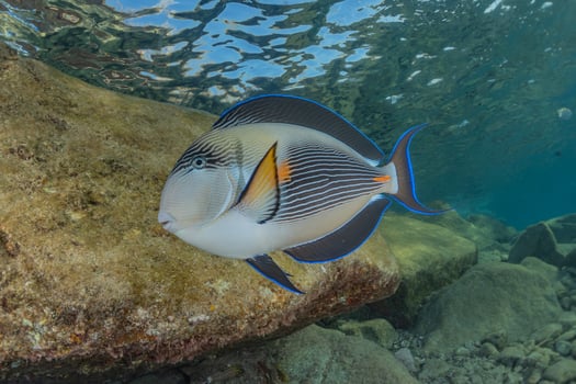 Fish swim in the Red Sea, colorful fish, Eilat Israel photo