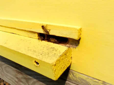 Background hexagon texture, wax honeycomb from a bee hive filled photo