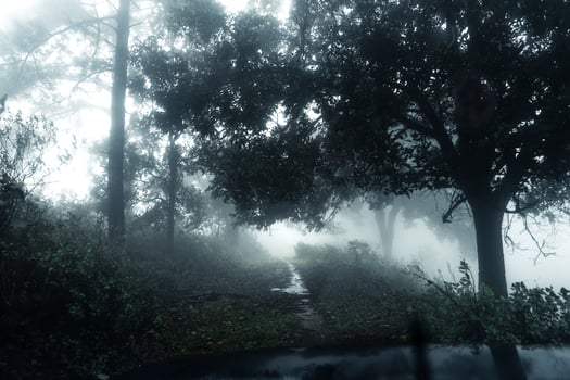 Road in a tropical forest,The road into the tropical humid forest photo