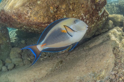 Fish swim in the Red Sea, colorful fish, Eilat Israel photo