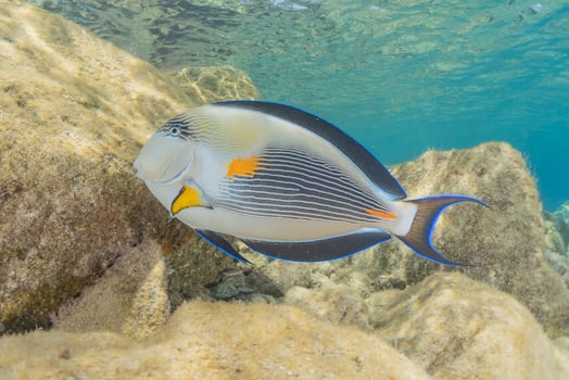 Fish swim in the Red Sea, colorful fish, Eilat Israel photo