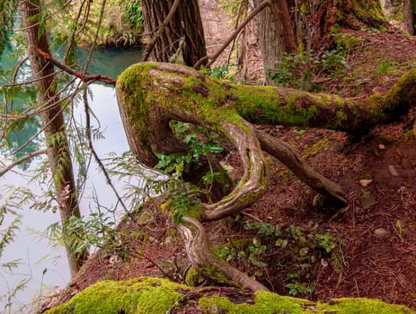 Riverside Cedar Scene Clackamas River Estacada OR photo