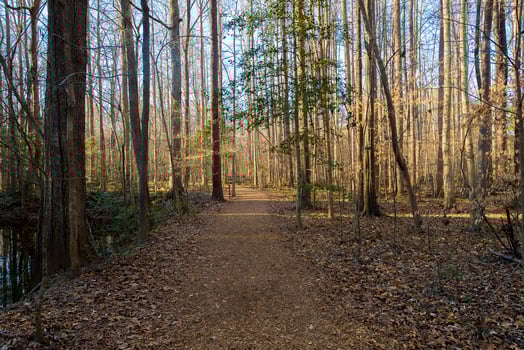 Trails in Spring photo