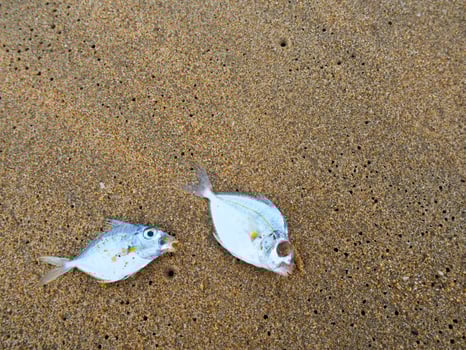 Dead fish on beach photo