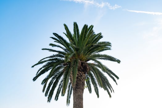 Close up of palm photo