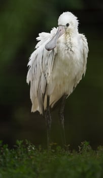 Portrait of Eurasian spoonbill photo