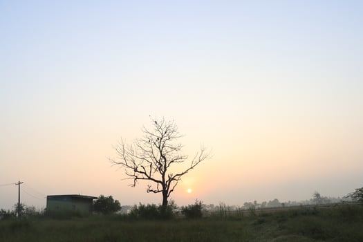 Beautiful view of Sunrise with Trees Silhouette  Tamil Nadu in India photo