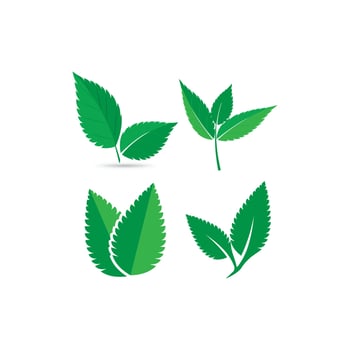 mint leaf logo vector