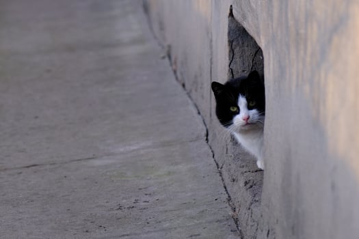 black and white tabby street cat with green eyes portrait close-up photo
