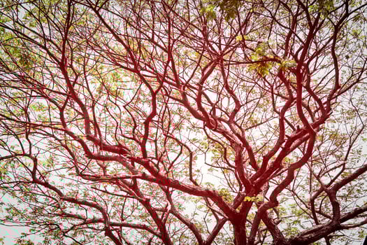 big green tree with branch magnify photo