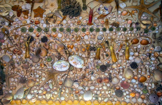 Sea Animal Dried Fish and Seashell photo