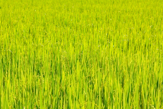 rice field background photo