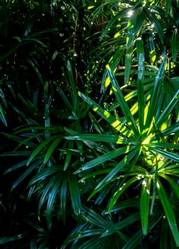 Tropical leaves surface in dark tone as rife forest background photo