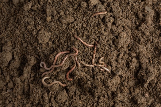 A woman carries a worm in fertile soil from a natural source. photo